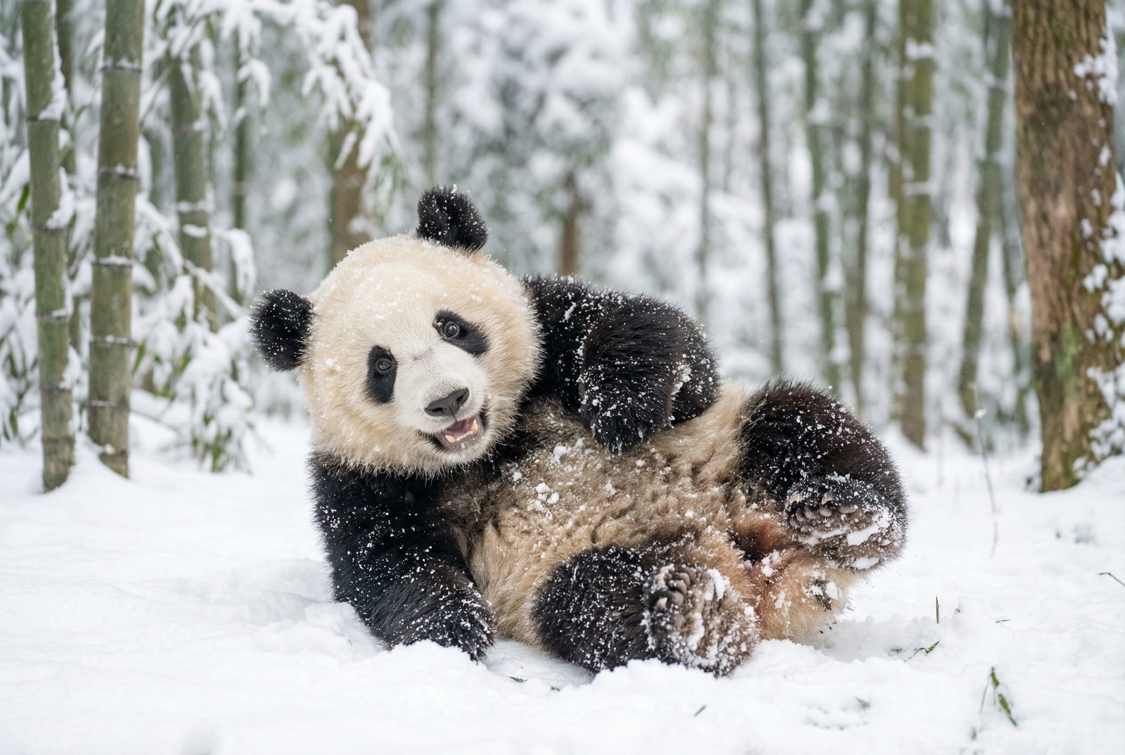 抖音风熊猫雪地嬉戏视频