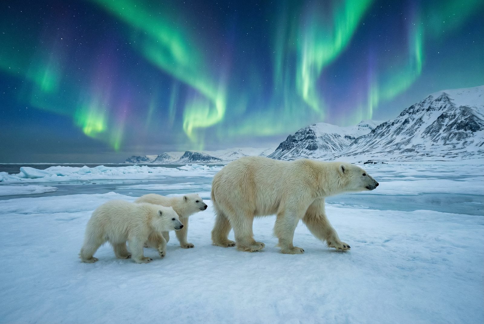 抖音风北极熊极光视频